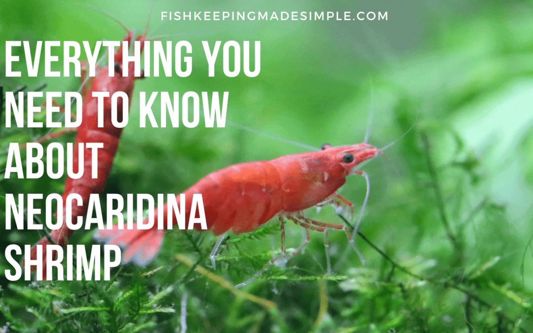 Everything You Need To Know About Neocaridina Shrimp The Perfect Pet