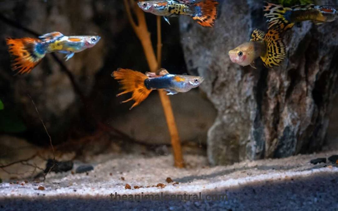 Expert Tips For Breeding Guppies Keys To Successful Fishkeeping