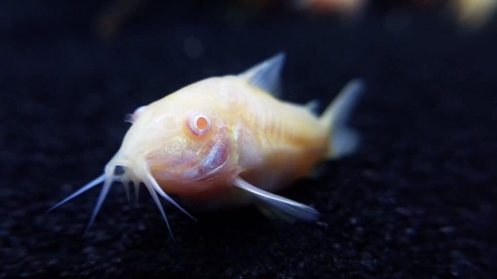 Corydoras