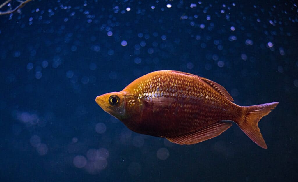 Red Rainbow fish