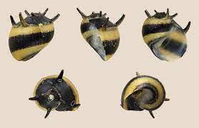 Clithon Snails