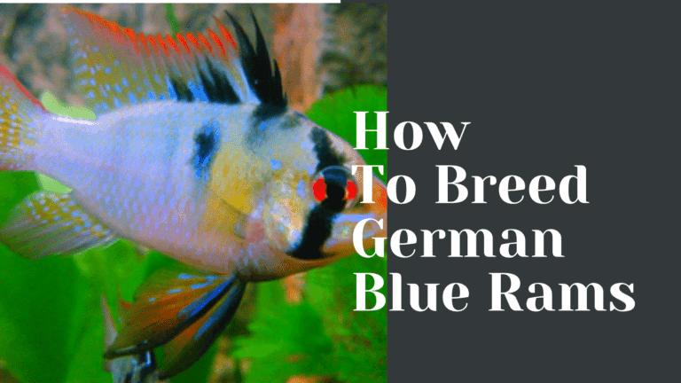 How to Breed German Blue Rams