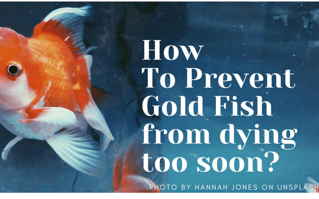 how-to-prevent-gold-fish-from-dying-too-soon-fishkeepingmadesimple