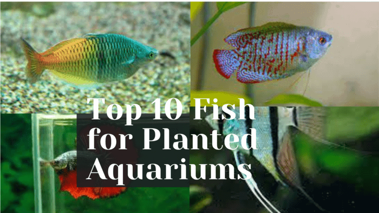 Top 10 Fish for a Planted Aquarium