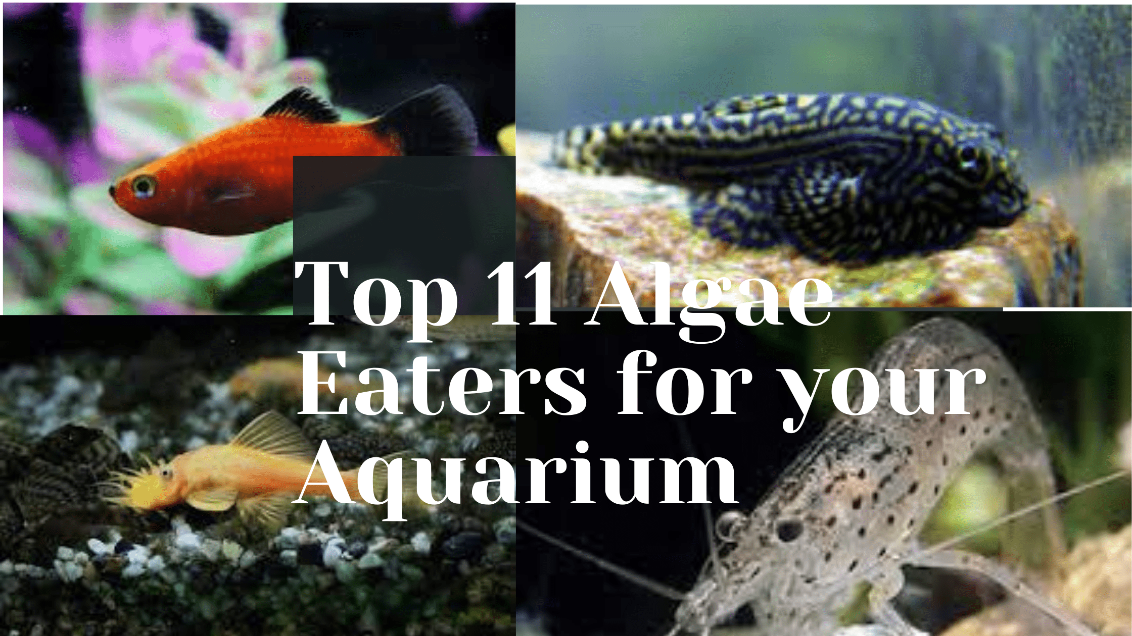 Algae Eaters