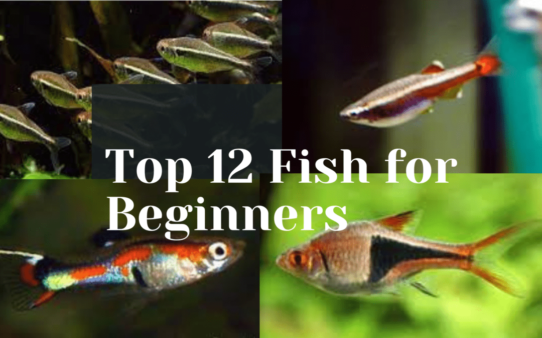 Top 12 Fish for Beginners; everything you need to know ...