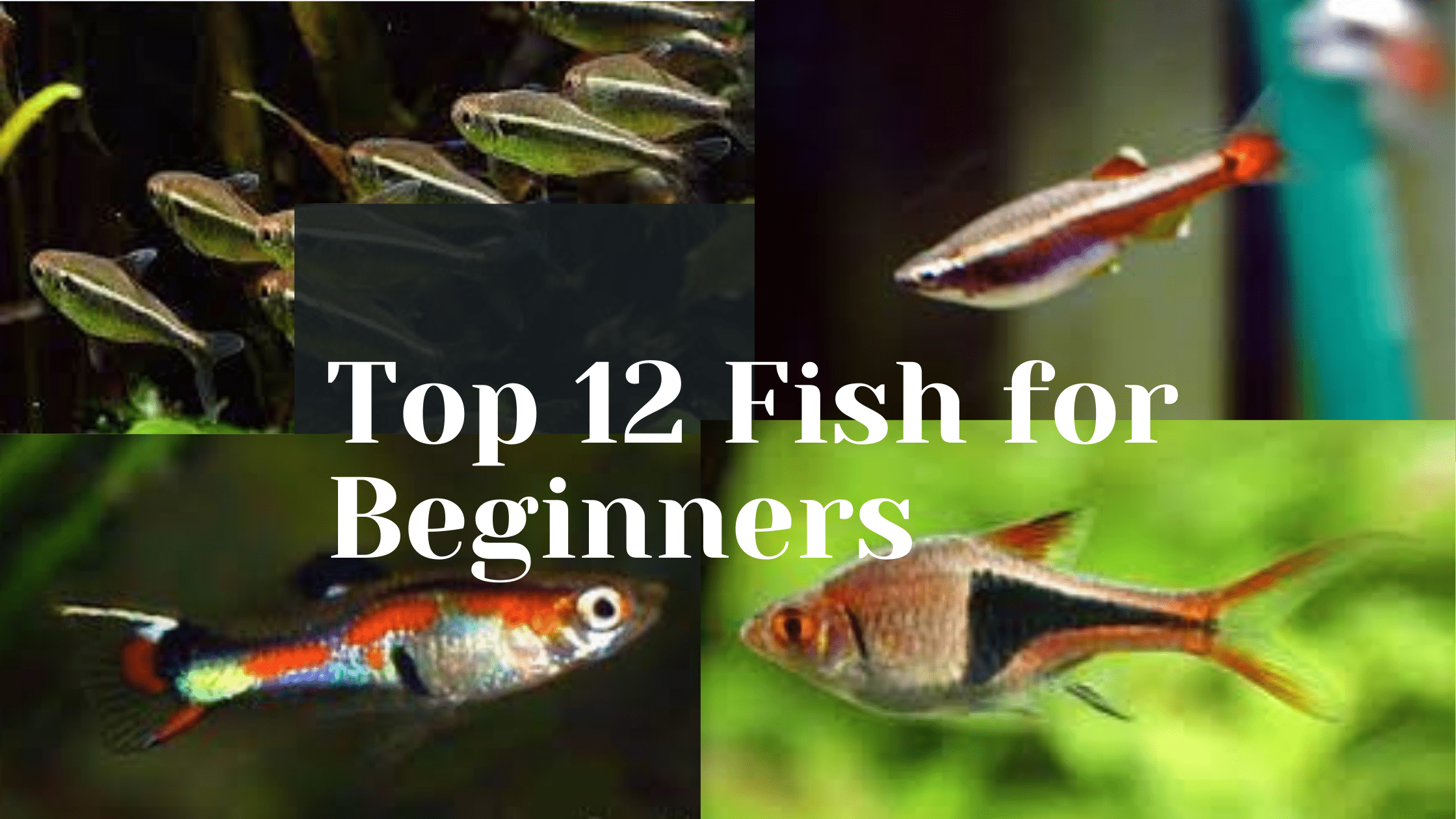 Top 12 fish for beginners