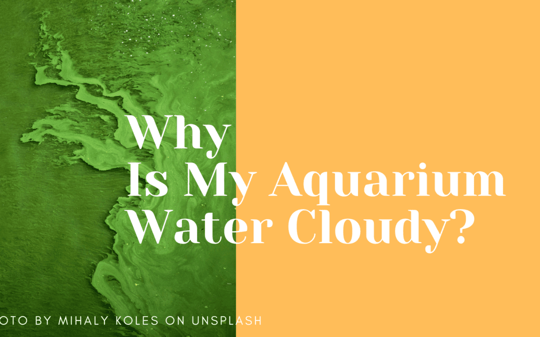 Why Is My Aquarium Water Cloudy Fishkeepingmadesimple