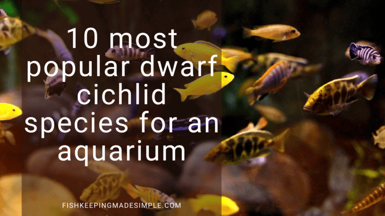 popular dwarf cichlid