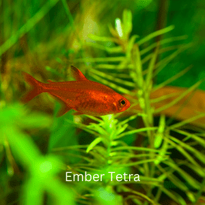 Ember Tetra