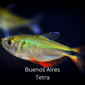 Buenos Aires Tetra