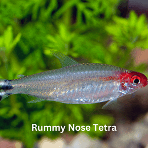 Rummy Nose Tetra