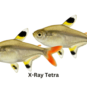 X-Ray Tetra