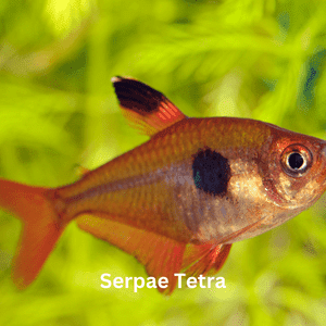 Serpae Tetra