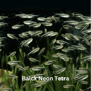 Black Neon Tetra