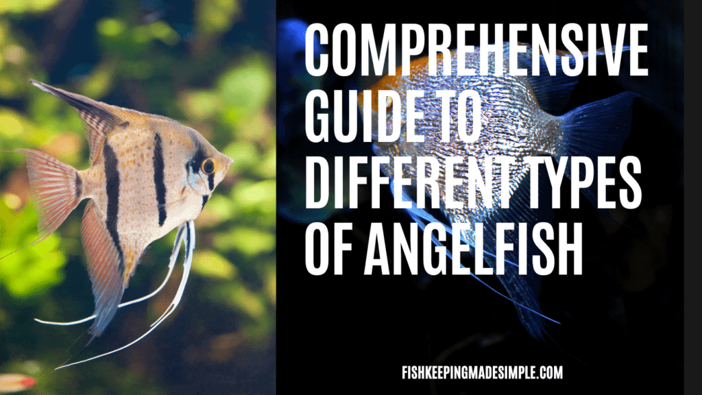 A Comprehensive Guide to Different Types of Angelfish ...