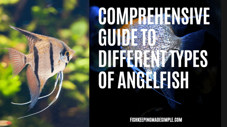 Types of Angel Fish