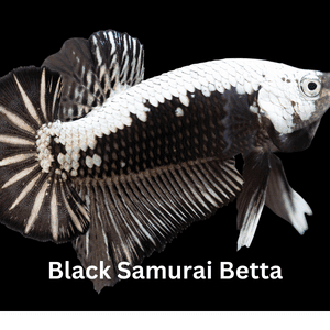 Black Samurai Betta