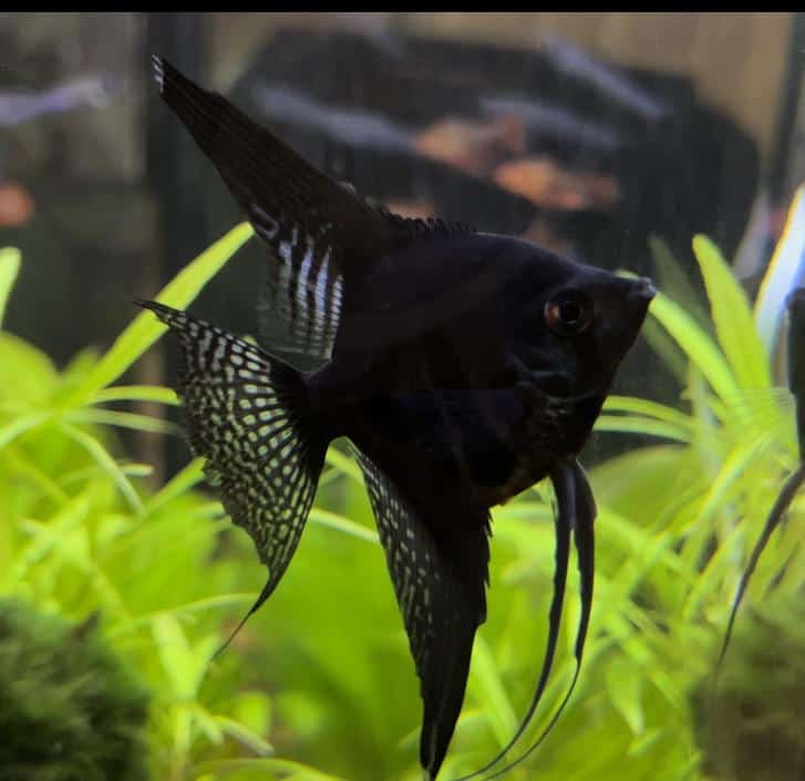 Blacklace Angelfish