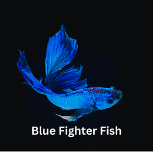 Blue Fighter Fish