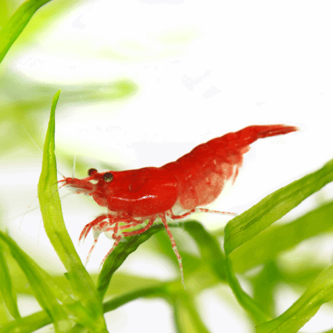 Cherry Shrimp
