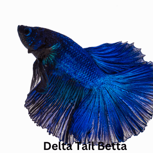 Delta Tail Betta