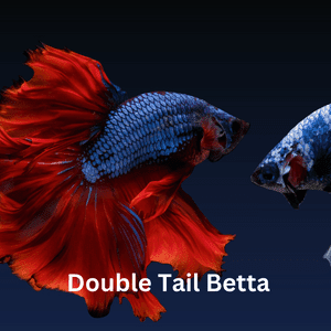 Double Tail Betta