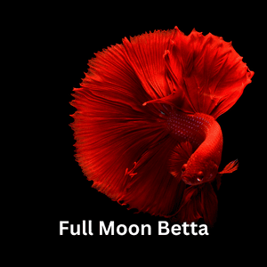 Full Moon Betta