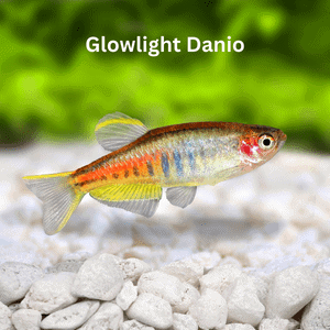 Glowlight Danio