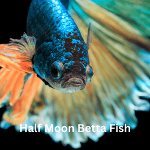 Half Moon Betta Fish