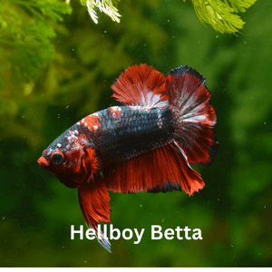 Hellboy Betta