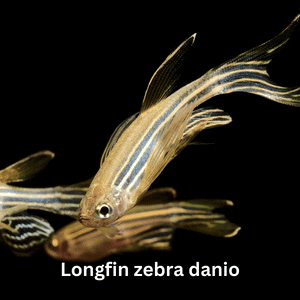 Longfin Zebra Danio
