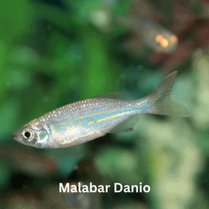 Malabar Danio
