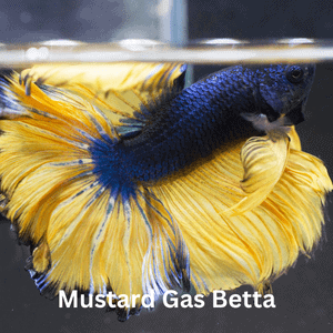Mustard Gas Betta