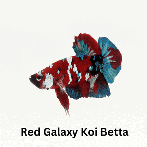 Red Galaxy Koi Betta
