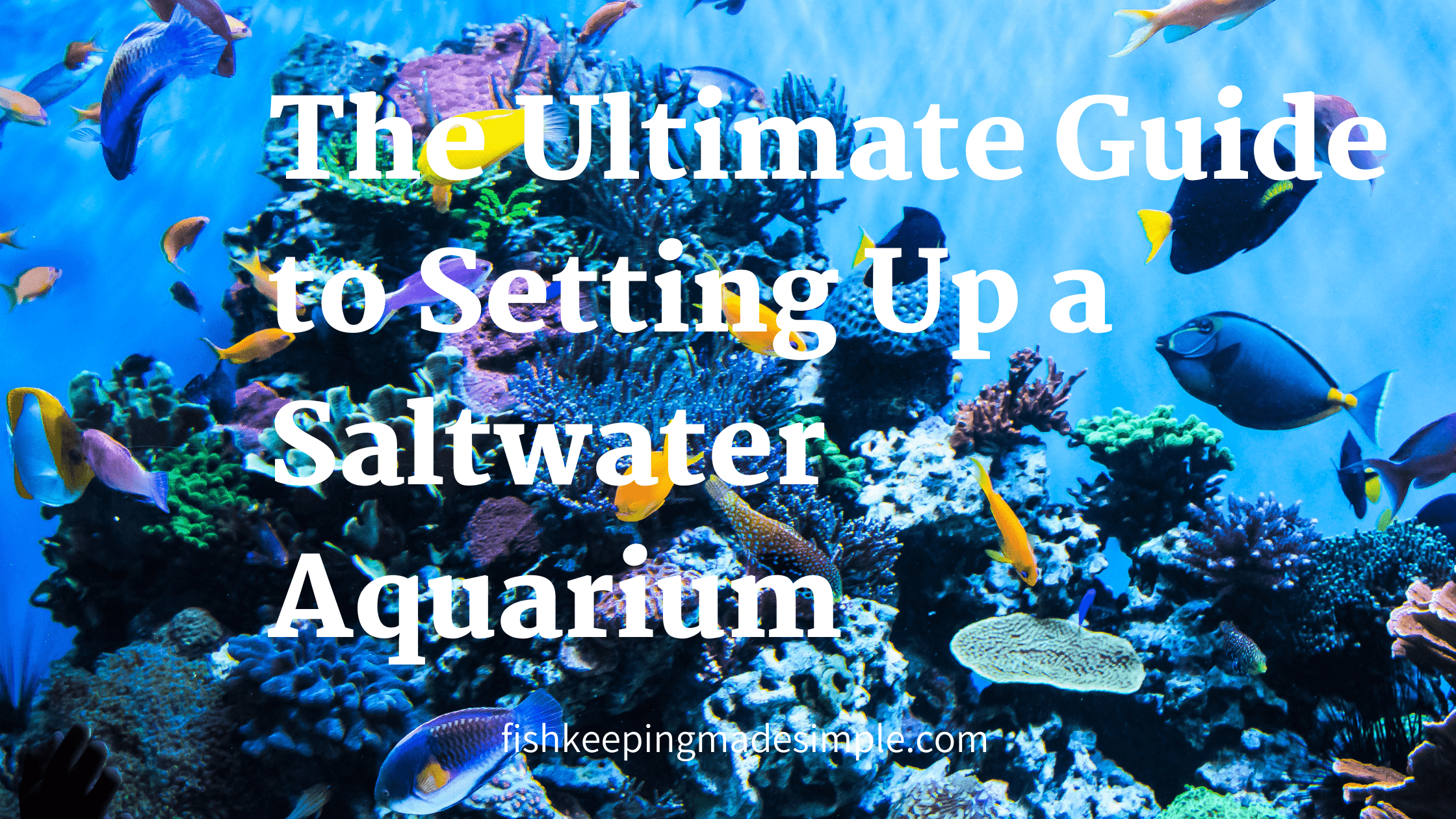 Setting Up a Saltwater Aquarium