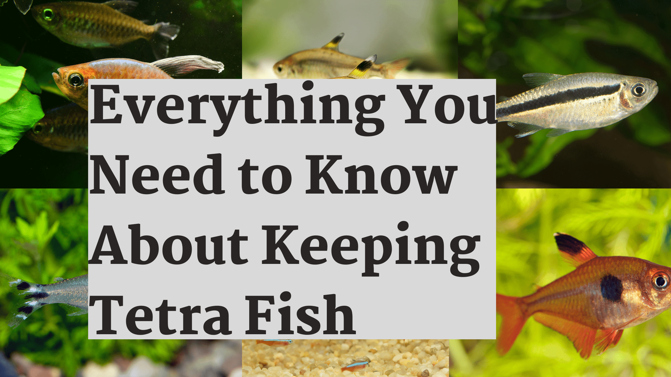 Tetra Fish Full Guide banner