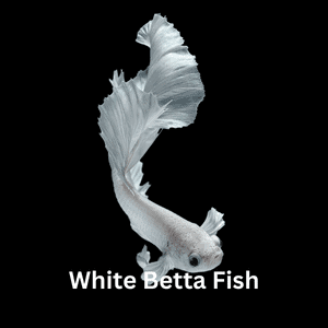 White Betta Fish