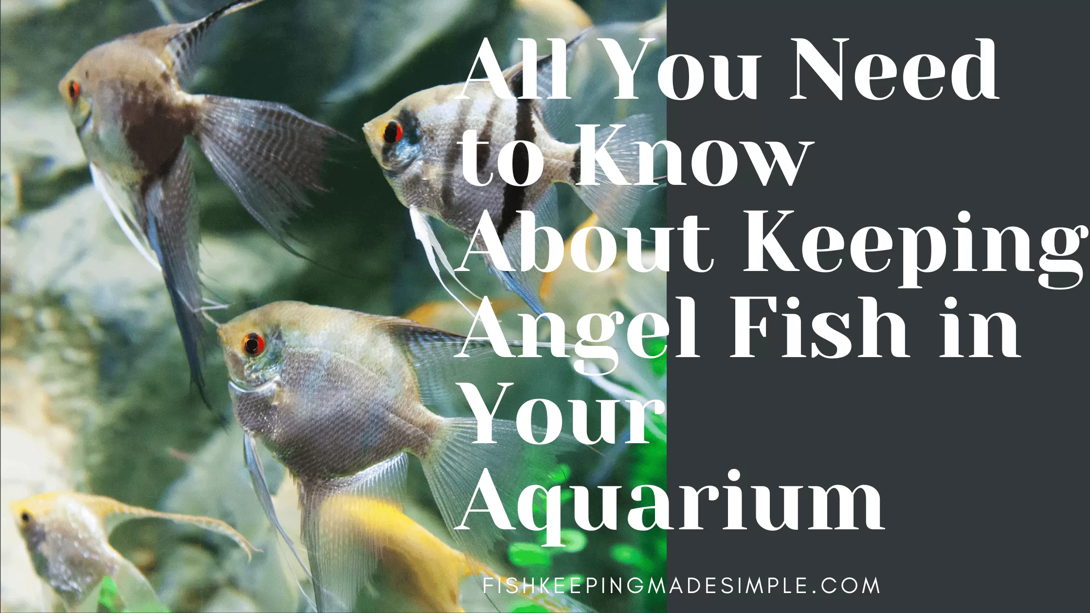 angel fish banner