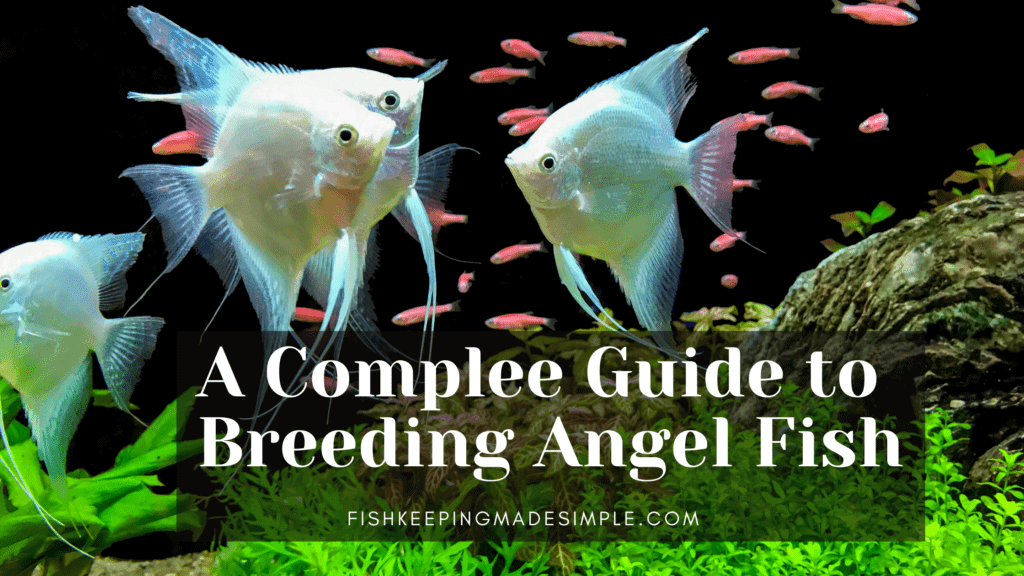 A Complete Guide to Breeding Angel Fish and How to Create the Perfect ...