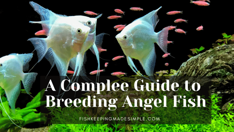 Angel fish breeding