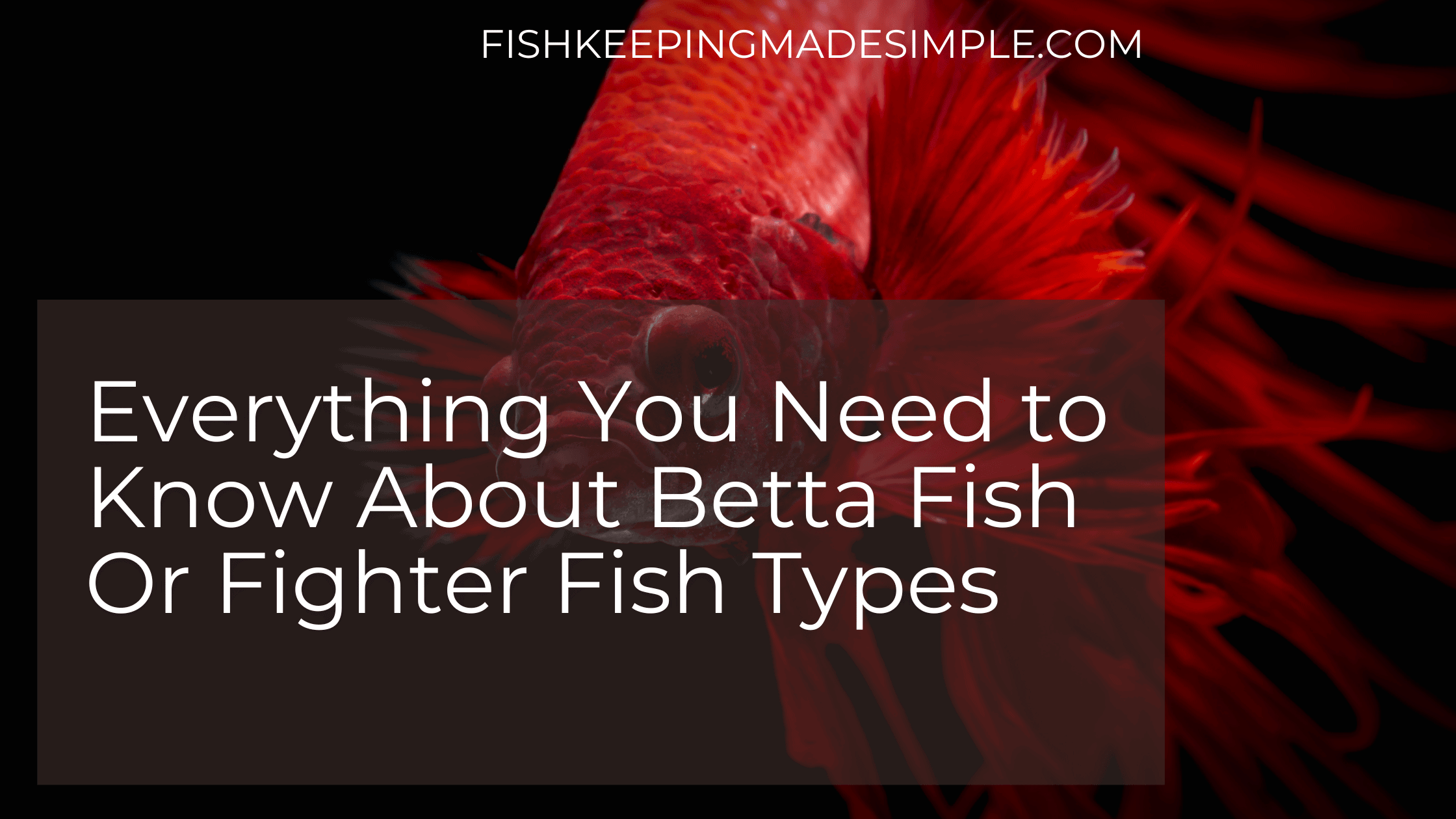 betta fish banner
