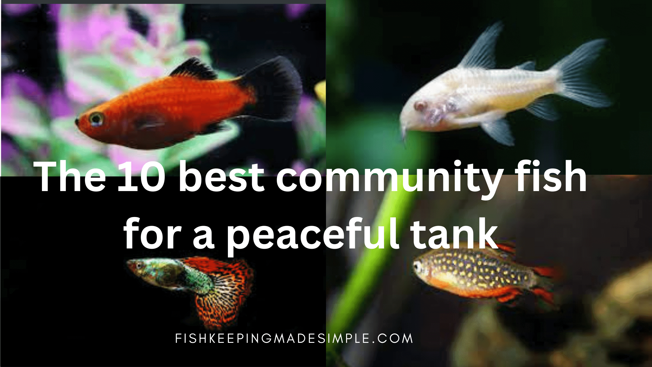 best community tank fish