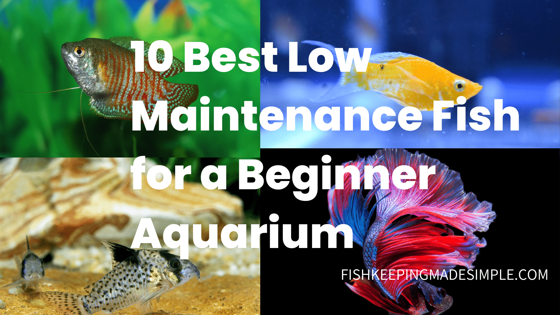 Low-Maintenance Fish for a Beginner Aquarium