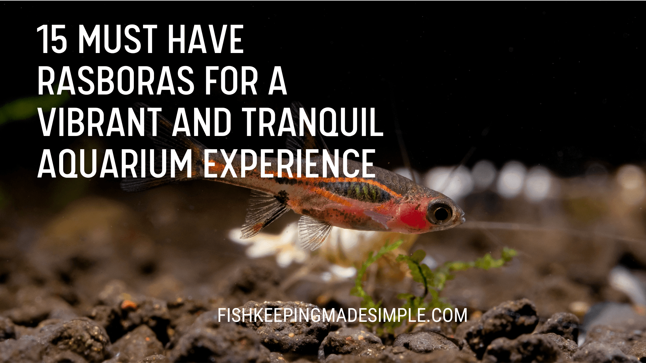 15 Must Have Rasboras for a Vibrant and Tranquil Aquarium Experience