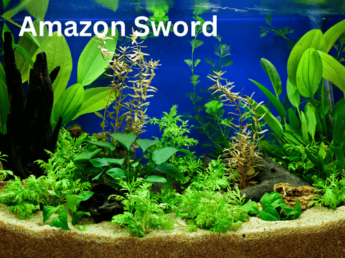 Amazon Sword