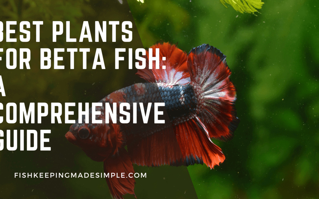 Best Plants for Betta Fish: A Comprehensive Guide You Dont Want to Miss ...