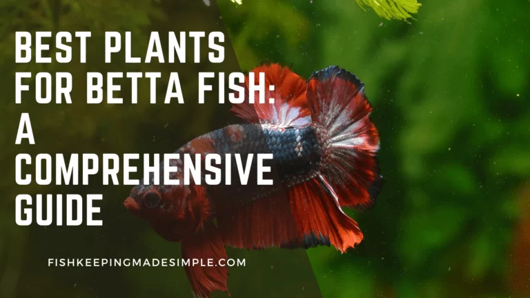 Best Plants for Betta Fish