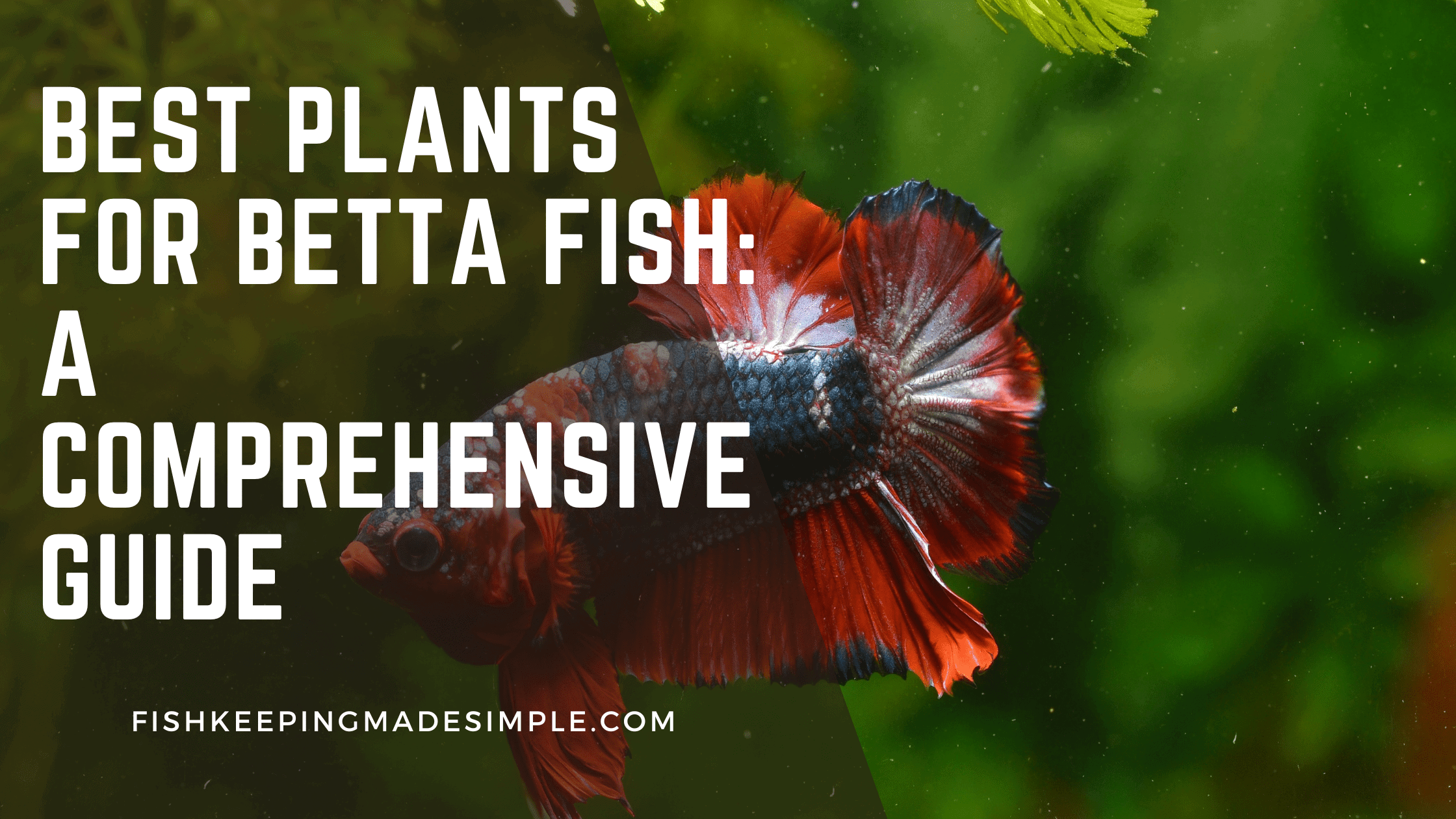 The Ultimate Guide to Betta Fish