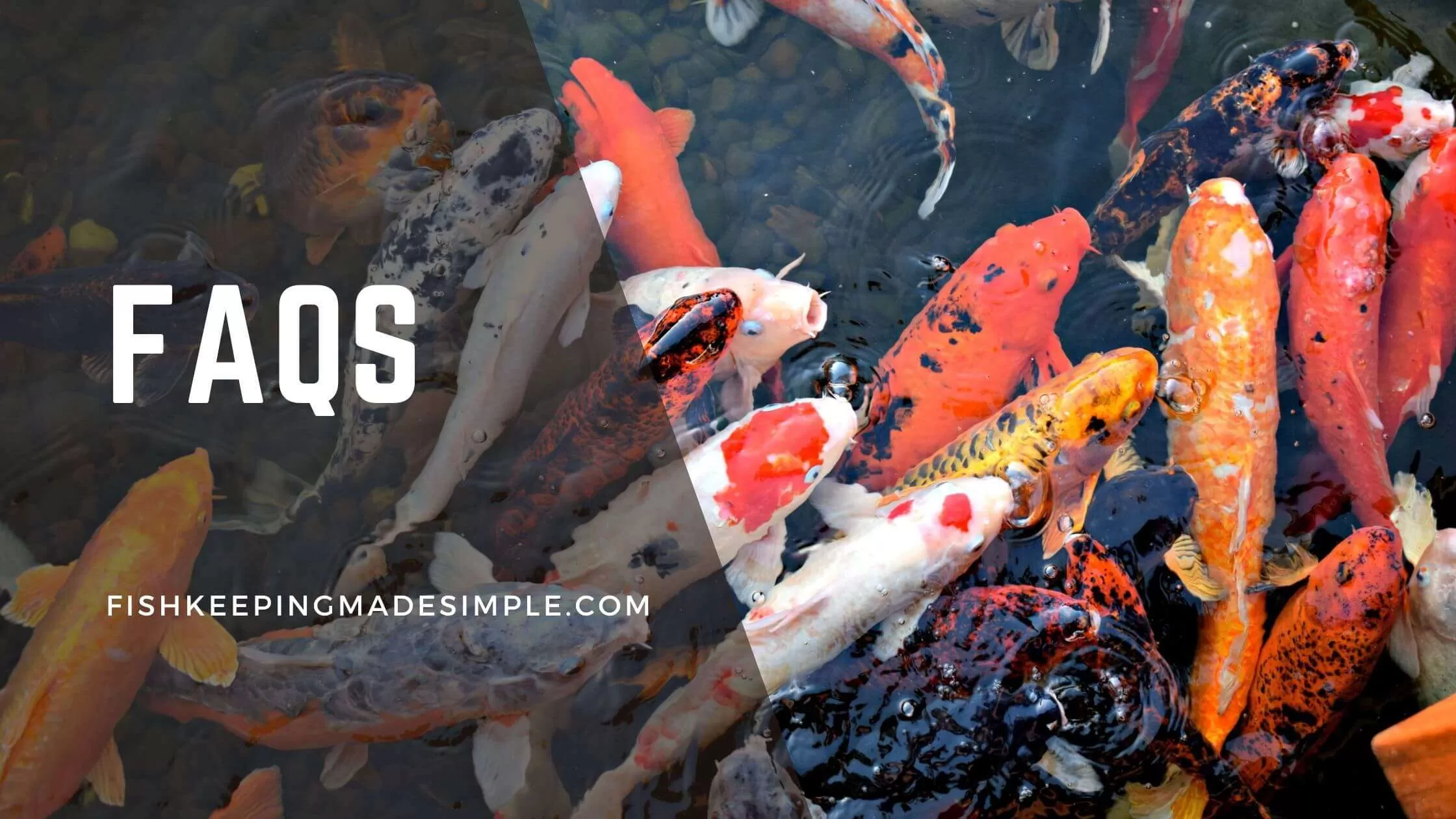 FAQs on FishKeeping